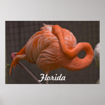 Impresión tímida del flamenco de la Florida Poster