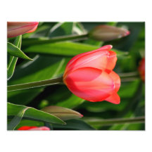 Impresión trasera de la bella arte del tulipán del arte con fotos