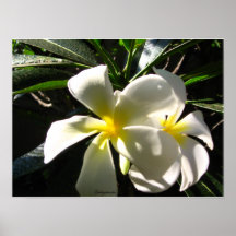 Impresión tropical blanca del poster de las flores