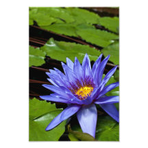 Impresión tropical de la foto de Waterlily