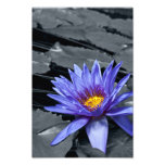 Impresión tropical de la foto de Waterlily