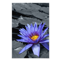 Impresión tropical de la foto de Waterlily