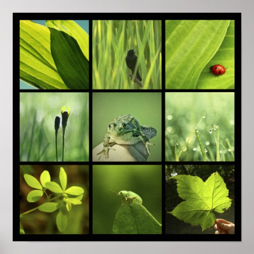 impresión verde de las fotos de la naturaleza 3x3 posters