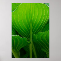 Impresión verde del poster de la hoja del Hosta