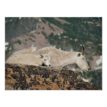 IMPRESIONES - cabras de montaña en pico del escocé Arte Con Fotos