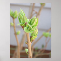 Impresiones del poster de los brotes de flor