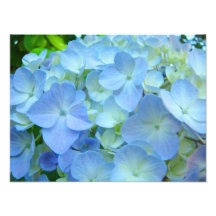 Impresiones florales azules del arte de las flores arte fotográfico
