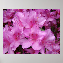 Impresiones rosadas del arte de las flores 11x14 d