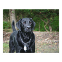 Indicador - Labrador negro Invitación