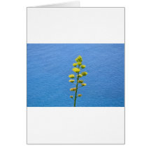 Inflorescencia de una planta del agavo tarjetas