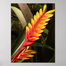 "Inflorescencia poster del bromelia de Vriesea"