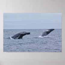 Infracción del doble de las ballenas jorobadas poster