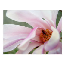 Inocencia: Postal de la flor de la magnolia