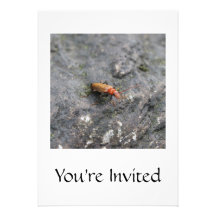 Insecto Anuncios