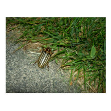 Insecto de junio postales