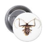 "Insecto de la acuarela del insecto del escarabajo Pin