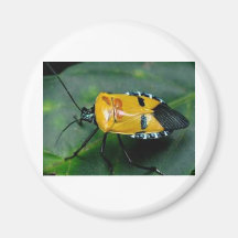 insecto de la cara iman para frigorífico
