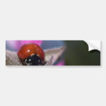 Insecto de la mariquita pegatina de parachoque