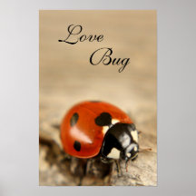 Insecto del amor poster