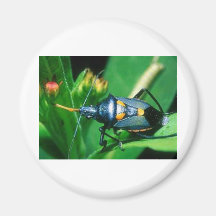 insecto del escarabajo imán para frigorifico