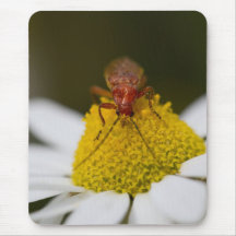 Insecto en el polen tapete de ratón