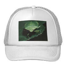 insecto gorra