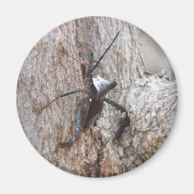 Insecto Imanes Para Frigoríficos