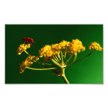 Insecto rojo cojinete
