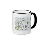 Insectos de la entomología taza