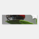 Insectos de las mariquitas etiqueta de parachoque
