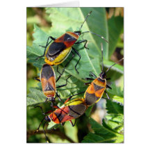Insectos del fiesta tarjeta