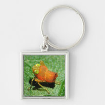Insectos Llavero