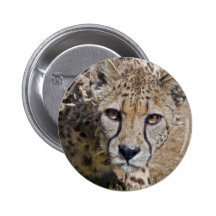 Insignia de Sita Pins
