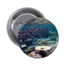 Insignia del botón - pescado del cirujano de los a pin
