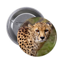 Insignia del guepardo pin