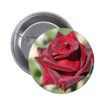 Insignia del rosa rojo - botón pin