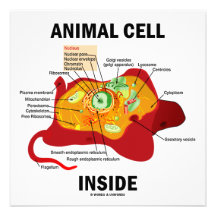 Interior animal de la célula (biología celular del invitacion personalizada
