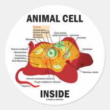 Interior animal de la célula (biología celular del etiquetas redondas