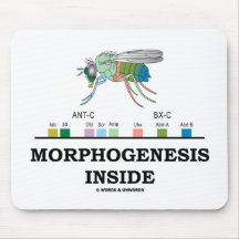 Interior de la morfogénesis (genes de la Drosophil Tapetes De Ratones
