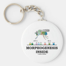 Interior de la morfogénesis (genes de la Drosophil Llaveros Personalizados