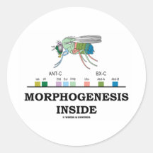 Interior de la morfogénesis (genes de la Drosophil Etiqueta Redonda