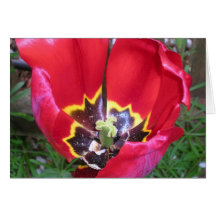 Interiores rojos del tulipán tarjeton