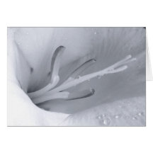 Intimity Felicitación