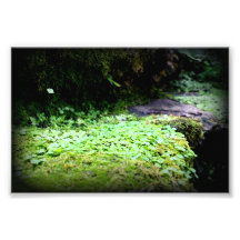 Invernadero verde claro de la naturaleza de la ilu impresiones fotograficas