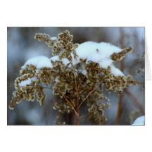 Invierno delicado felicitaciones