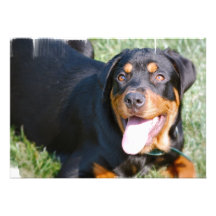 Invitación amistosa del perro de Rottweiler