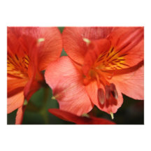 Invitación anaranjada de la flor del Alstroemeria