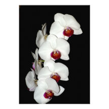 Invitación blanca de las orquídeas