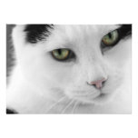 Invitación blanca del gato