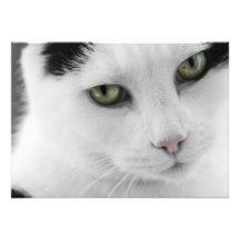 Invitación blanca del gato